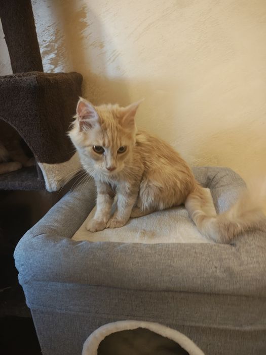 Maine coon kotka
