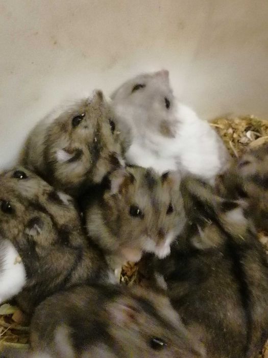 Джунгарики - Хомяк джунгарский - Хомячок - Хомяки много