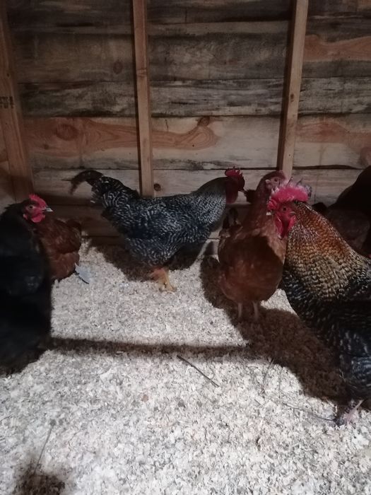 Koguty własny lęg spod kwoki naturalnie