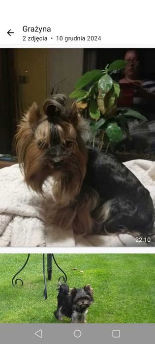 Sprzedam Yorkshire Terrier