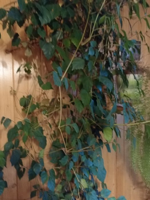 Bluszcz domowy roslina doniczkowa