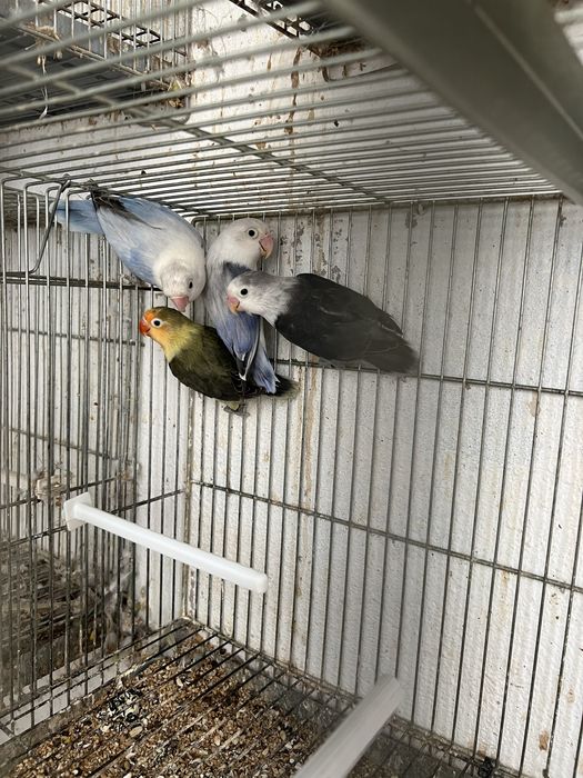 Agapornis fischers