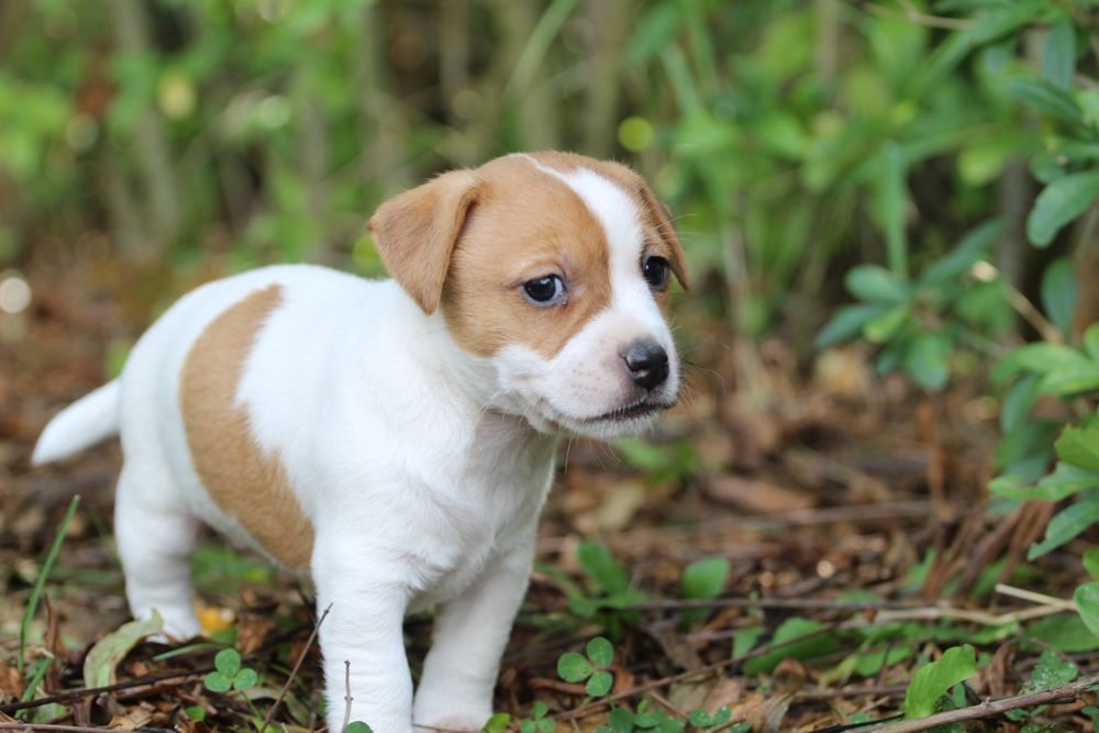 Suczka Jack Russell Terrier