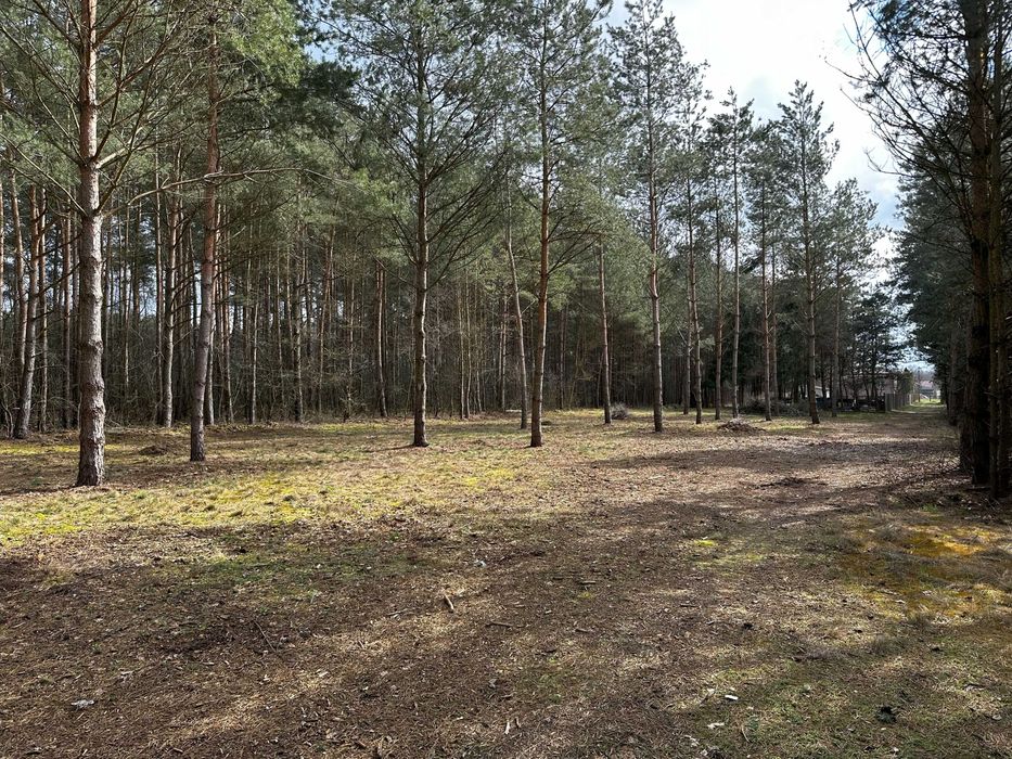 Piękna działka w leśnym otoczeniu, blisko zalewu. Warunki zabudowy. - Widok 2