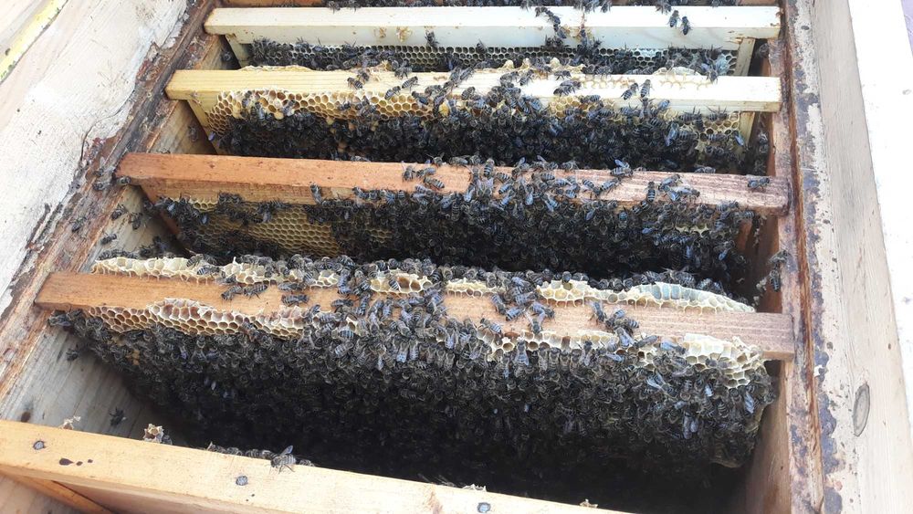 Продаються вулики разом із бджолами