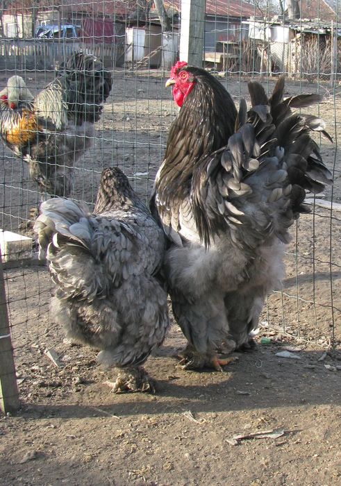 Кури породи Брама, голубі, чорні, палеві, куріпчасті, лимон, ізабелла.