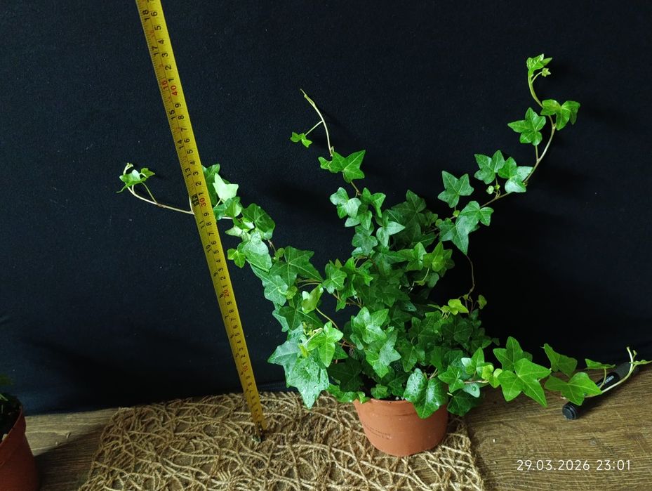 хедера-плющ кімнатний.