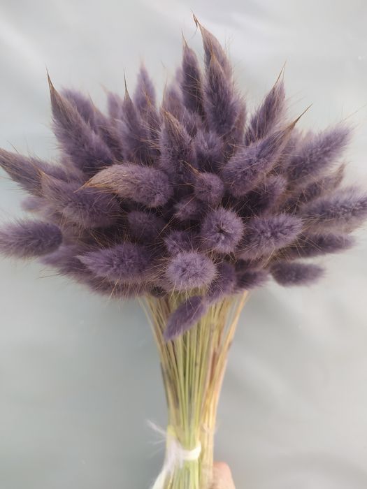 Лагурус продам, сухоцвіти