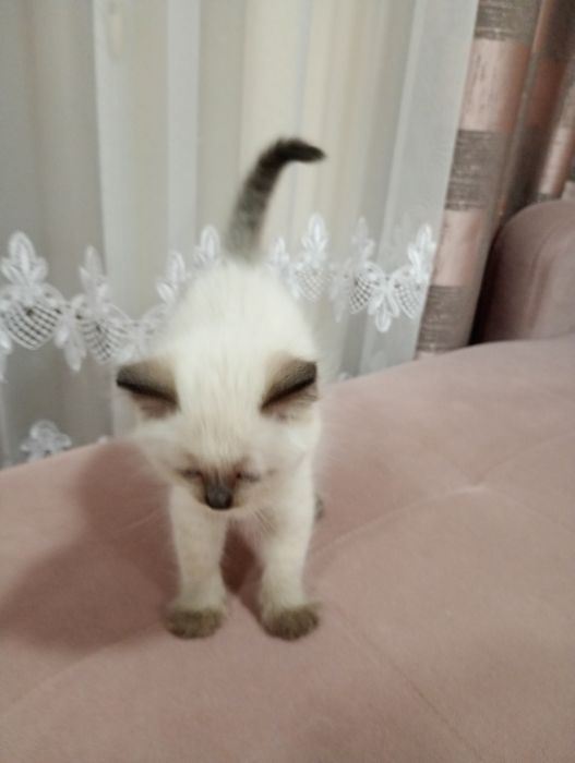 Sprzedam kotkę Ragdoll