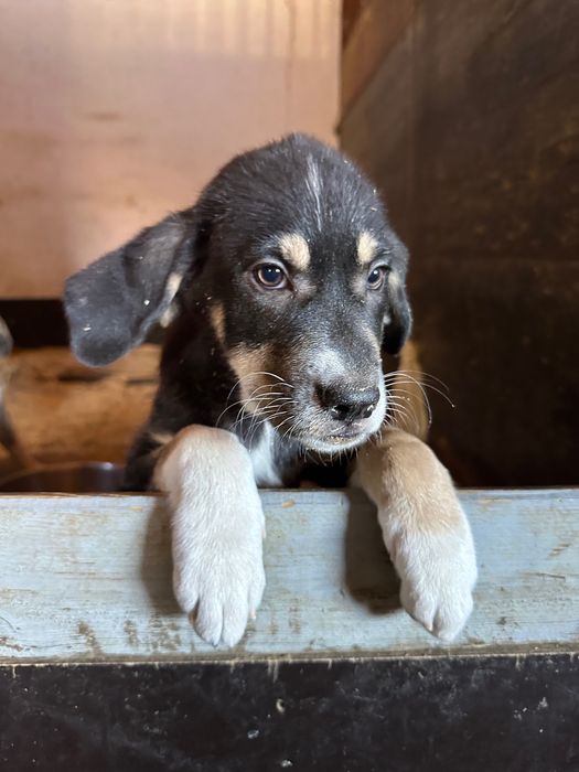 Cachorros à procura da sua familia