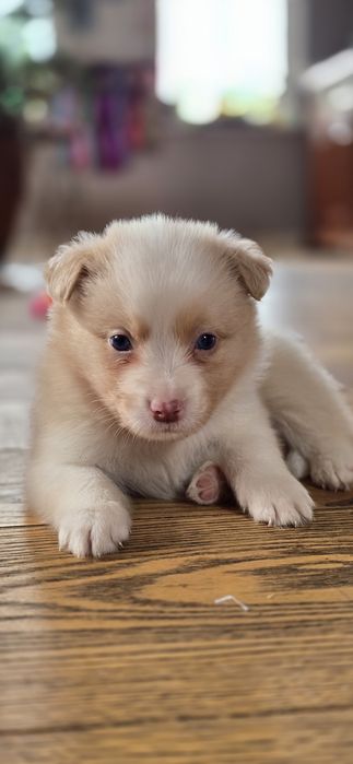 Border Collie   piesek  gold ee red-ZKwP FCI