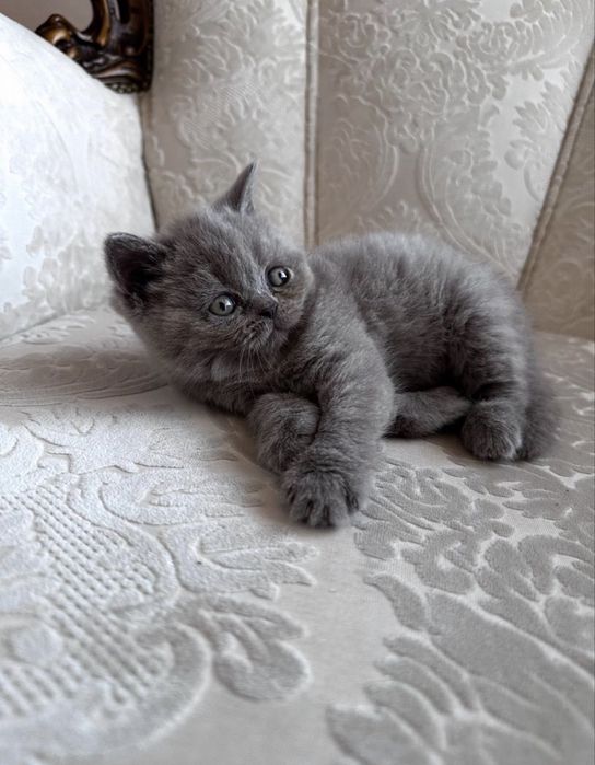 Прямовухі шотландські кошенята