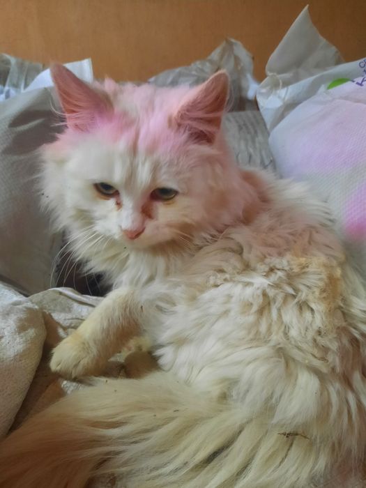 Отдам котика в добрые руки