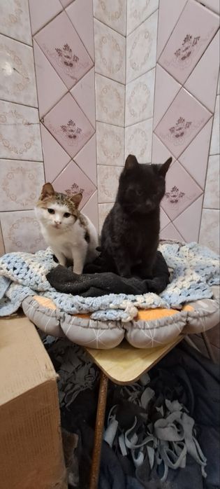 Кішка Булька 6 міс