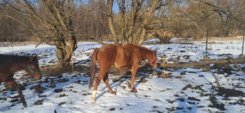 Klaczka AQH półtoraroczna kasztan