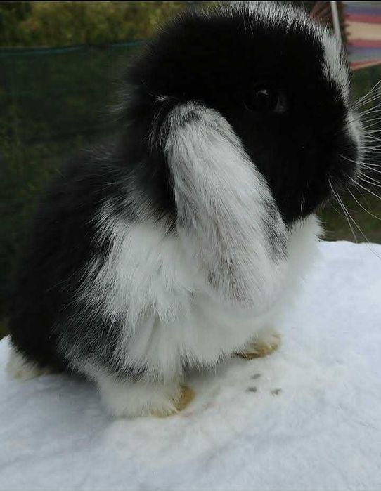 Śliczne króliczki Mini Lop