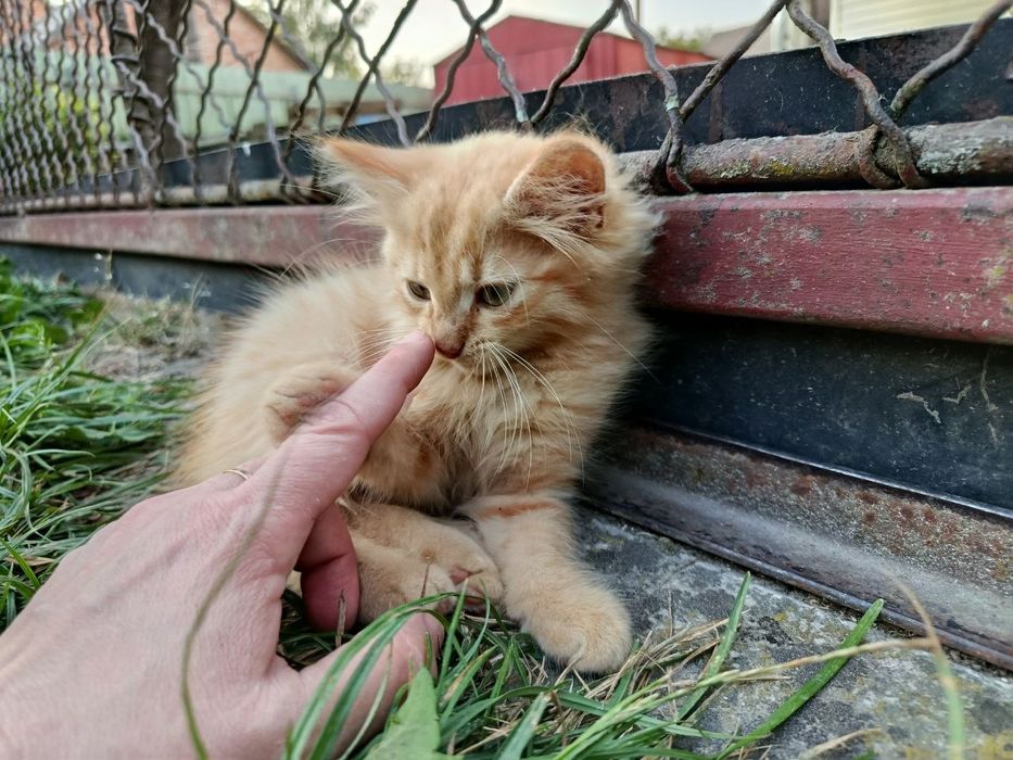 Кошеня руде довгошерсне шукає люблячу сім'ю