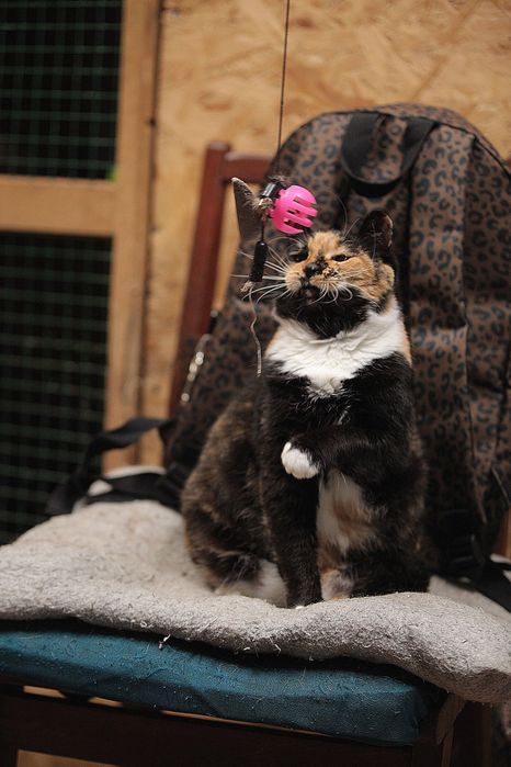 Кошечка Ромашка из приюта бесплатно