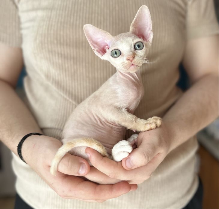 Kocurek devon rex Niebieskooki