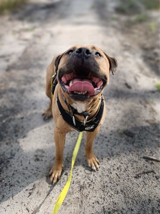 Pitbull - adopcja - ttb - amstaff - szuka domu