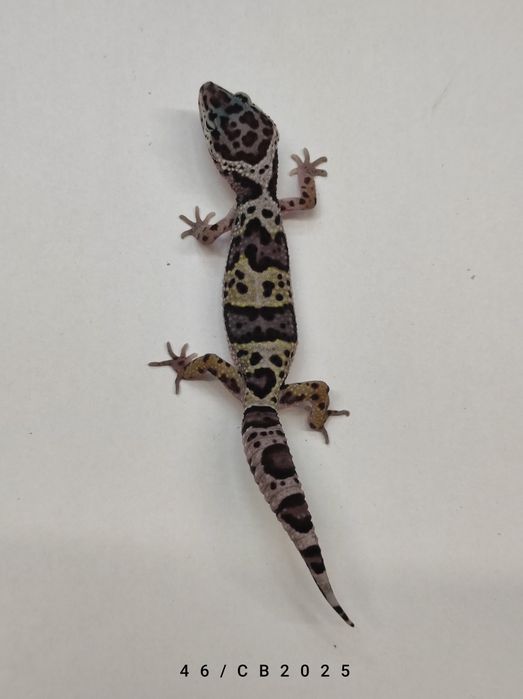 Gekon Lamparci Młody Lublin