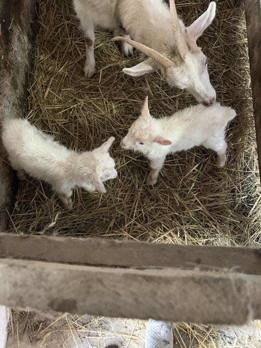 Віддам козенят безкоштовно