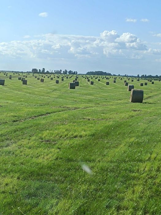 Sprzedam siano ściółkowe
