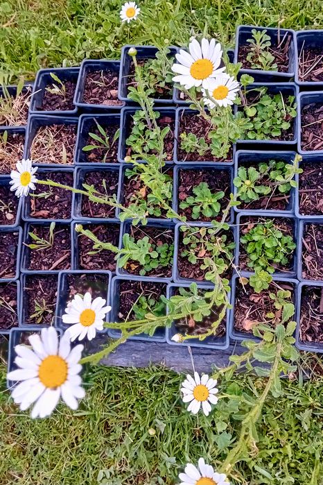 Margarida lote de 12 plantas em vaso
