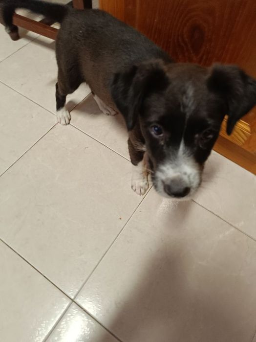 Que tal adotar um cãozinho com 3 meses mistura Pointer com Lavrador!