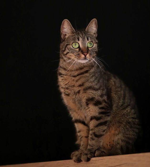 Cudowna, bura klasyka- Dziewczyny szukają domu.