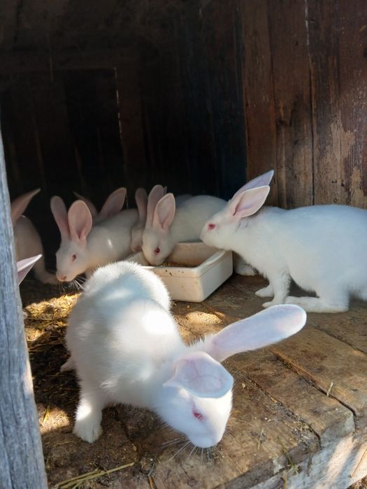 Кролі Термони Молодняк Кролики можна сім'ю
