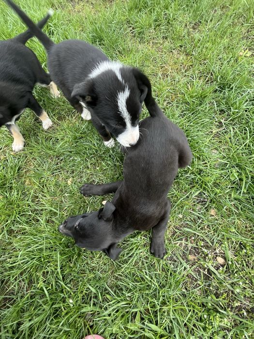 Відам цуценята в добрі руки безкоштовно