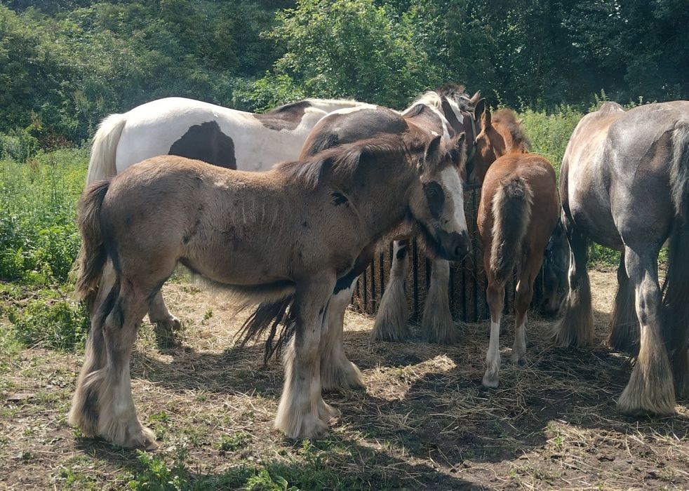 Klaczka Traditional Gypsy Irish cob (nie Tinker, nie mieszanka!).
