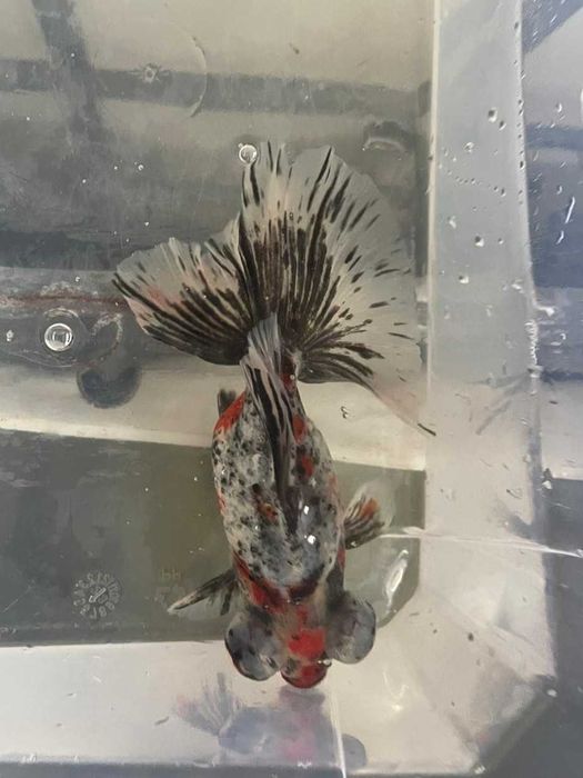 Telescópio Borboleta Calico 10/12cm