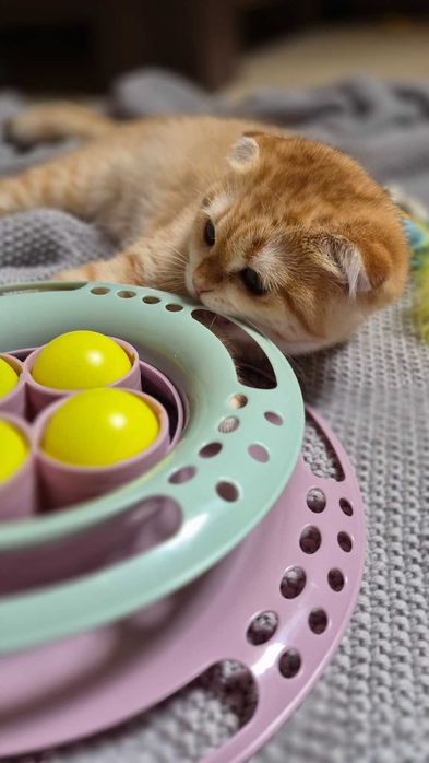 Scottish Fold дівчинка доступна до резерву