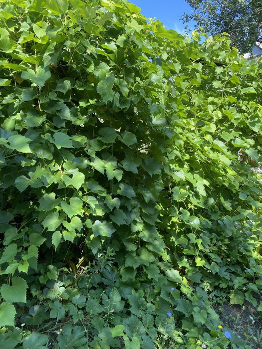 Виноградные  листья ДОЛМА ( развес , банки 0,5 )