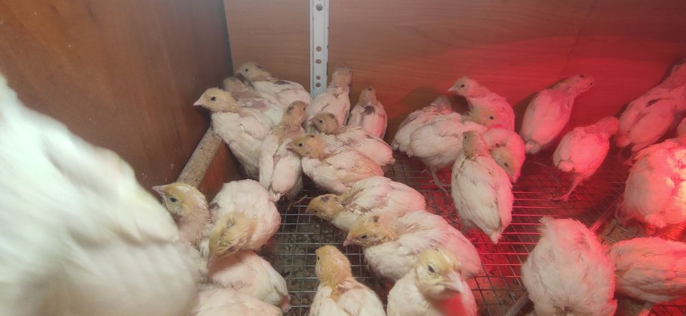 Продам перепілки