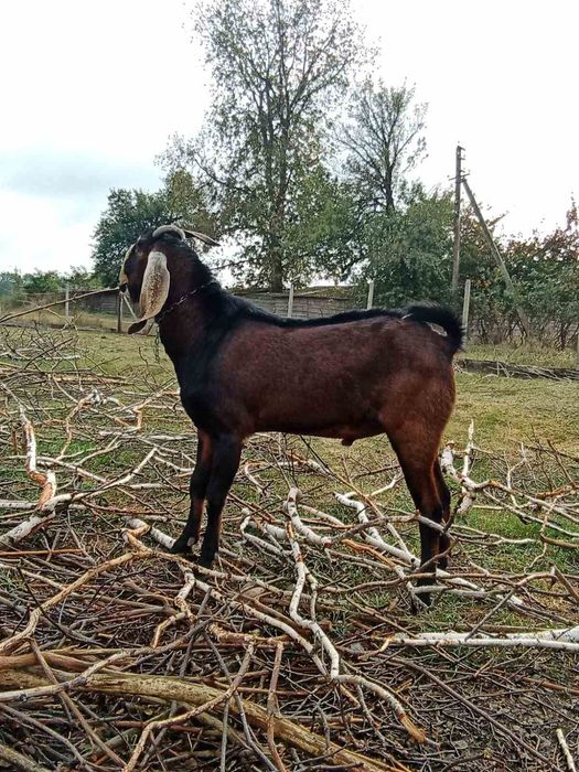 Козел нубо каморі 47%