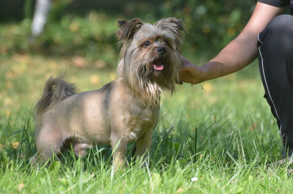 Miecio-do adopcji