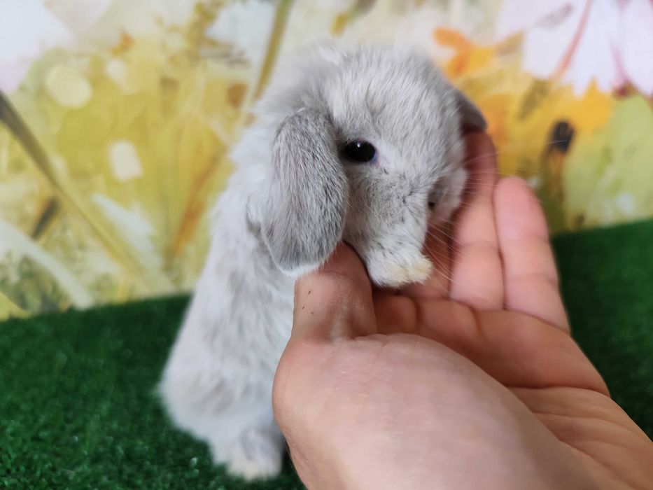 AKTUALNE PIĘKNE Mini Lop Karzełek Rex królik miniaturka baranki teddy