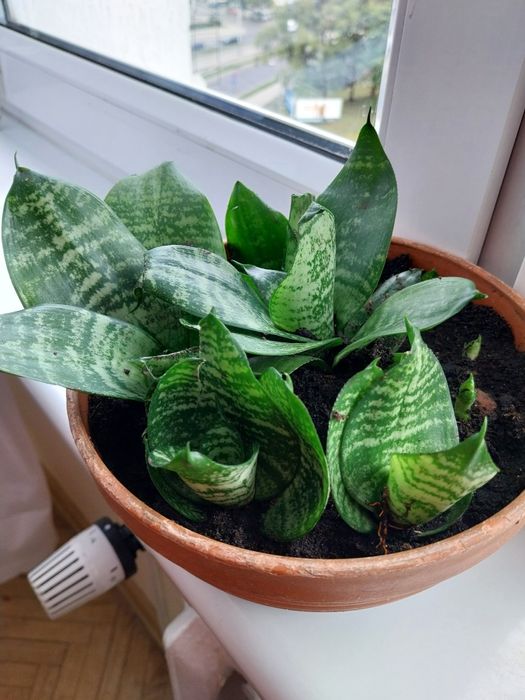 lecznicze geranium.Wloska b.ciepla kurtka dwustronna