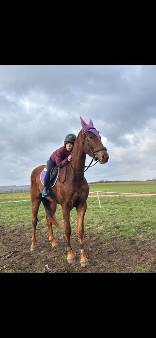 klacz 4lata zajezdzona