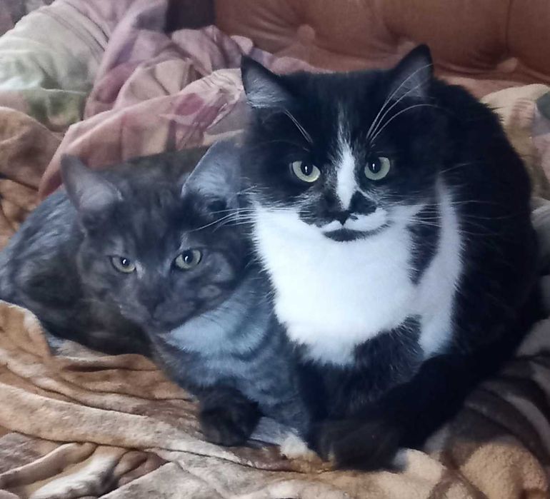 Котики шукають сім'ю!