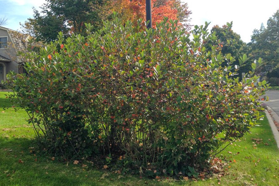 ARONIA CZARNOOWOCOWA - sadzonki 50cm w doniczkach