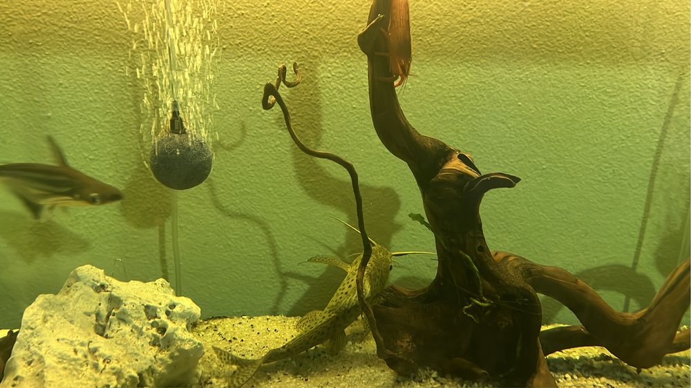 Aquario 150cm com equipamentos