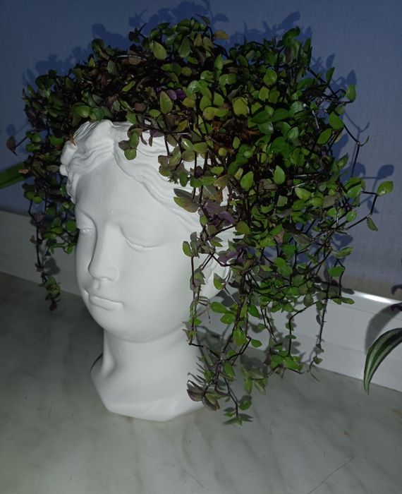 Osłonka na roślinkę głowa twarz