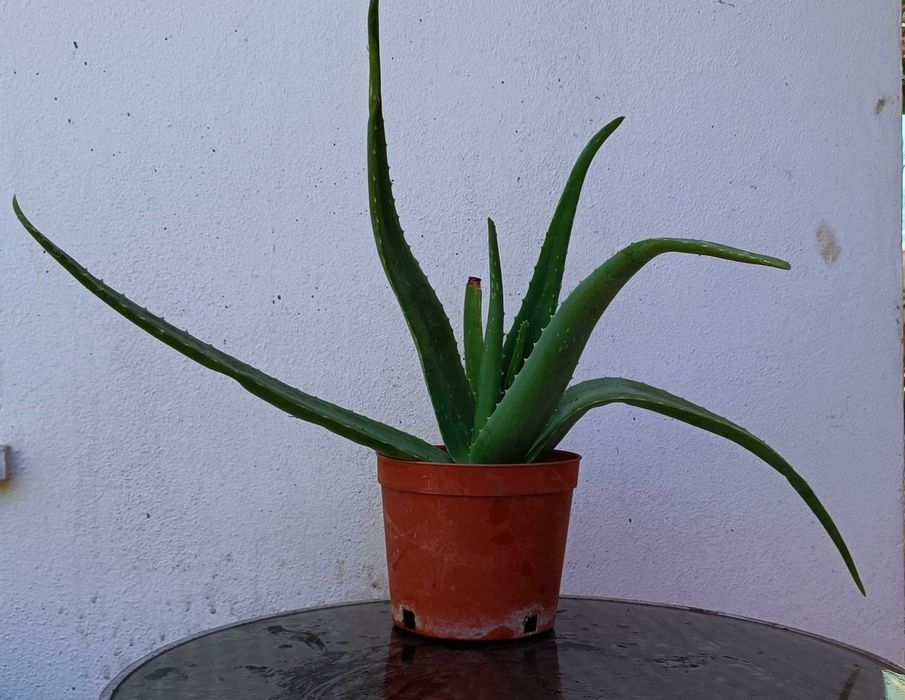 vendo planta aloe vera
