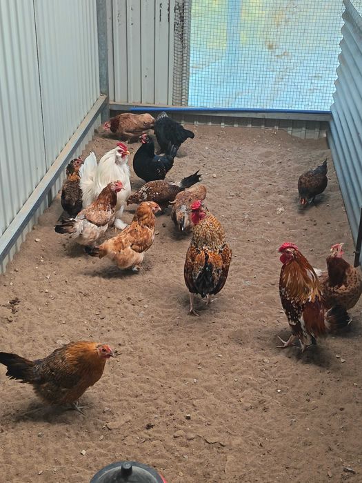 Cedo ovos de garnizas