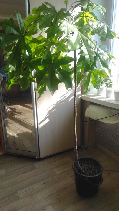 Брахихитон кленолистный (огненное дерево)