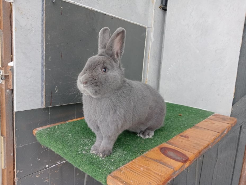 Wiedeński Niebieski samiec